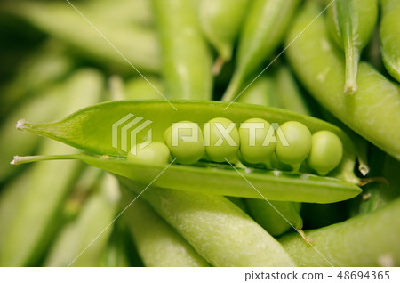 新鮮採摘的豌豆也很擁擠 新鮮採摘的豌豆也很擁擠 48694365