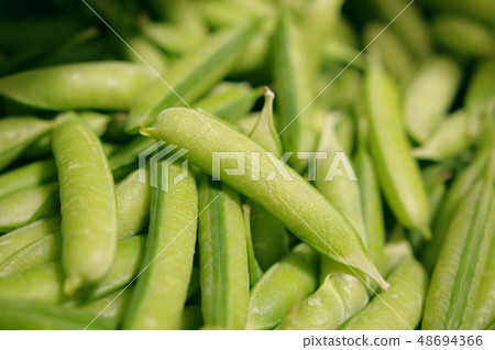 新鮮採摘的豌豆 新鮮採摘的豌豆 48694366