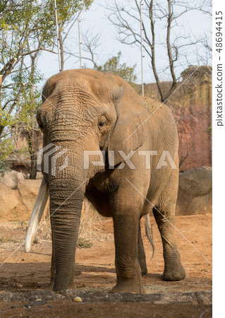 非洲大象 48694415