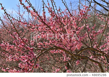 Flowering blooming forest of Musashi Hills Forest Park 48695286
