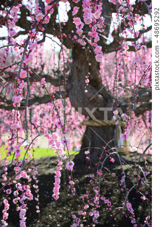 Suzuka no Mori Garden 2019 48695292