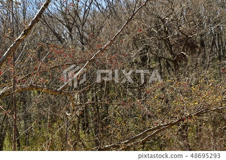 Musashi Hills Forest Park Red fruit of Sanshui in Bairin 48695293