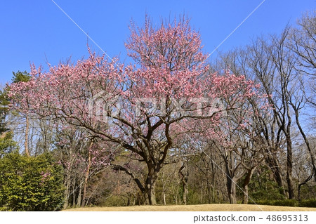 Flowering blooming forest of Musashi Hills Forest Park 48695313
