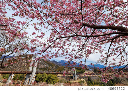 Hadano · Togawa Park's Kawazuzakura and Wind Suspension Bridge 48695522