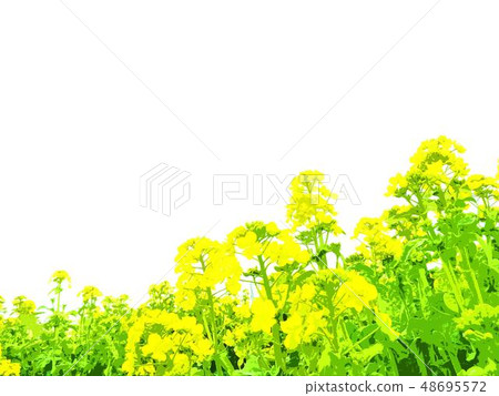 Spring Rape blossom background Spring Rape blossom background 48695572