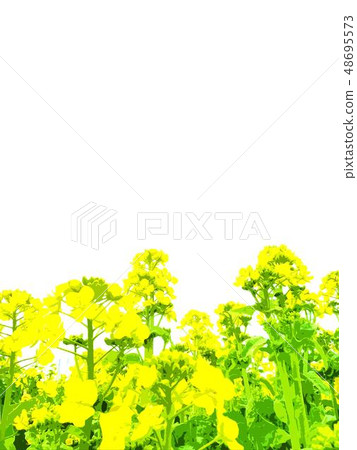Spring Rape blossom background 48695573