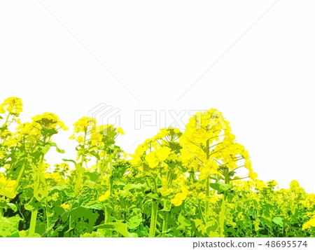 Spring Rape blossom background Spring Rape blossom background 48695574