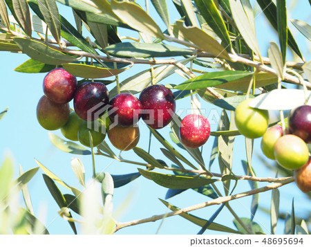 橄欖果 橄欖果 48695694