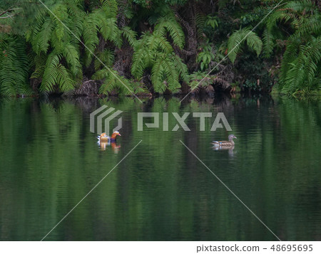 兩對oshidori 48695695