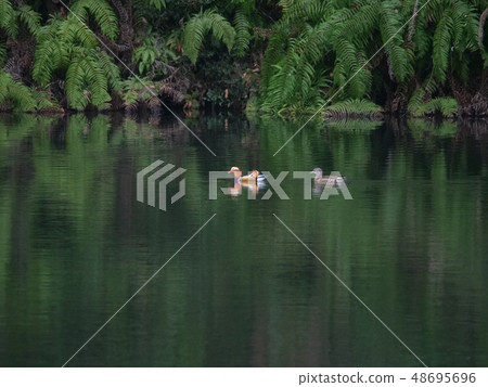 兩對oshidori 48695696