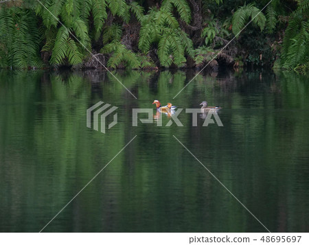 兩對oshidori 48695697