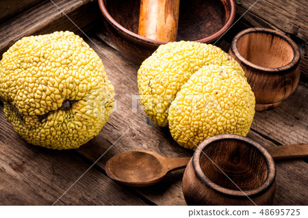 Maclura orange or apple macaroni 48695725