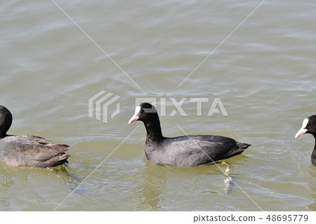 Oohan, pond, swim, Esa, February, fellow, sunny, cute Oohan, pond, swim, Esa, February, fellow, sunny, cute 48695779
