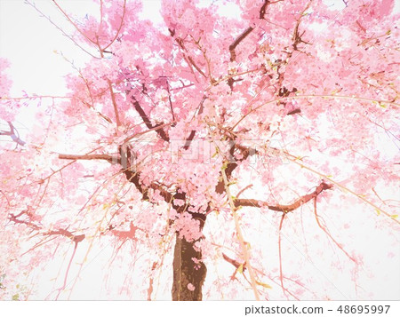 Spring cherry blossoms Spring cherry blossoms 48695997