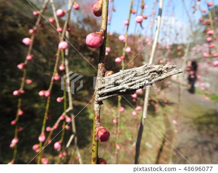 淡水魚的果實在垂落的梅花中越冬 淡水魚的果實在垂落的梅花中越冬 48696077