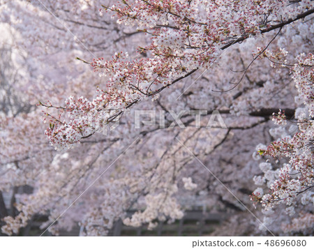 Cherry blossoms at Oono Gorakuji Park 48696080