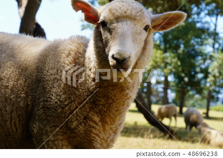 Cornwall park in Oakland park 48696238