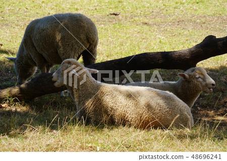 康沃爾郡公園在奧克蘭公園 48696241