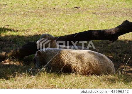 康沃爾郡公園在奧克蘭公園 48696242
