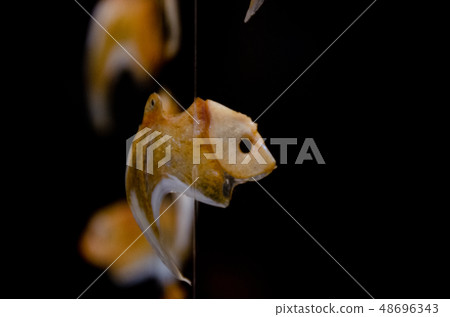 海鯛海鯛垂懸的裝飾 48696343