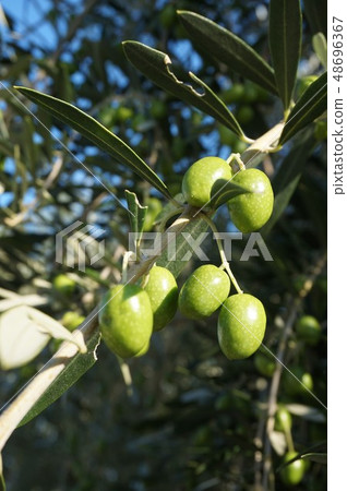 Olive Olive 48696367