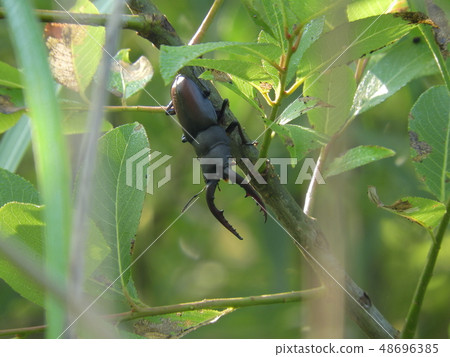 鋸棕櫚的男性（愛知縣尾張旭市，2017年6月夏天） 48696385