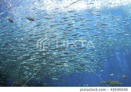 [Sardine Run] Sardine Tornado 48696686