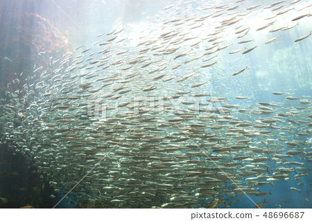 [Sardine Run] Sardine Tornado 48696687