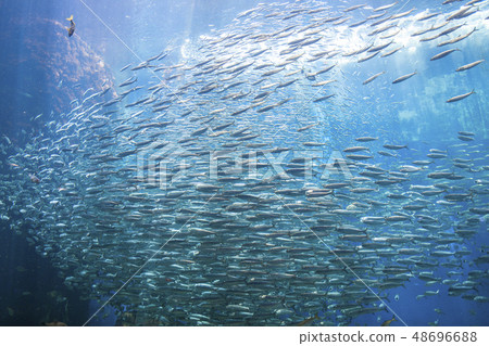 [Sardine Run] Sardine Tornado 48696688