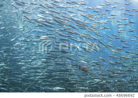 [沙丁魚奔跑]沙丁魚龍捲風 48696692