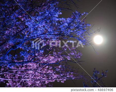 Light-up of Ed Higan and full moon Light-up of Ed Higan and full moon 48697406