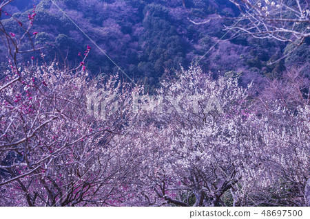 Yugawara Bairin 48697500