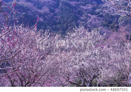 Yugawara Bairin 48697501