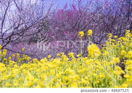 Yugawara Bairin 48697525