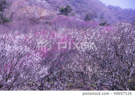 Yugawara Bairin 48697526