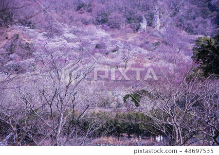 Yugawara Bairin 48697535