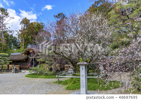 京都Umehimi Taisha神社盛開 48697695
