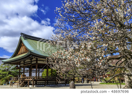 京都Umehimi Taisha神社盛開 48697696