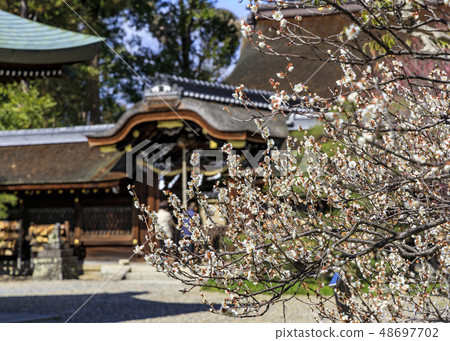 京都Umehimi Taisha神社盛開 京都Umehimi Taisha神社盛開 48697702