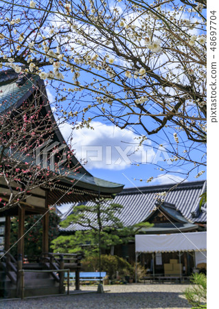 Kyoto Umehimi Taisha Shrine full bloom 48697704