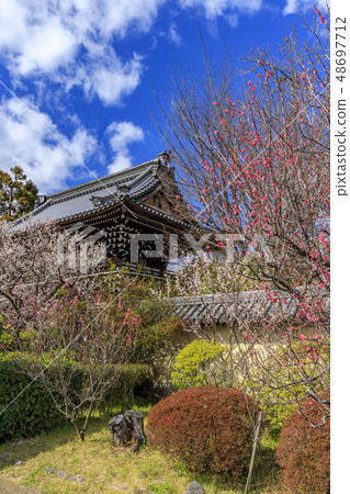 Kyoto Umehimi Taisha Shrine full bloom 48697712