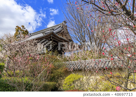 Kyoto Umehimi Taisha Shrine full bloom Kyoto Umehimi Taisha Shrine full bloom 48697713
