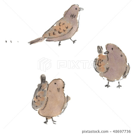 Familiar Birds-Illustration of the Oriental Turtle Dove 48697736