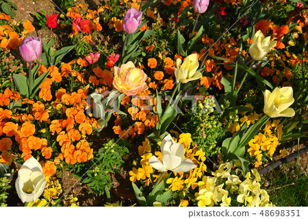 可以看到橫濱·港口的山公園 48698351