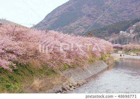 河津櫻花 河津櫻花 48698771