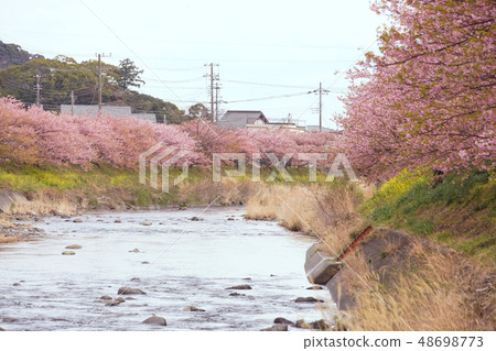 河津櫻花 河津櫻花 48698773