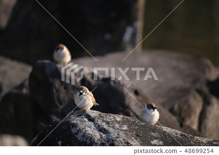 公園的麻雀 48699254