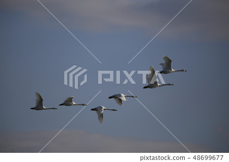 天鵝在群中飛翔 48699677