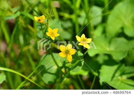 Yellow flower of Ryukinka Yellow flower of Ryukinka 48699764