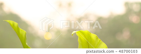 Banner background with green leaves 48700103